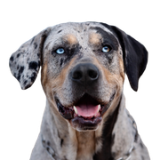 retrato del perro catahoula de luisiana Retrato del perro Catahoula de Luisiana