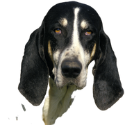 GRAND ANGLO FRANCAIS BLANCO Y NEGRO GRAN PERRO ANGLO-FRANCÉS BLANCO Y NEGRO, RETRATO DE UN ADULTO