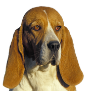 Sabueso de Artois, Retrato de un perro Sabueso de Artois, Retrato de un perro