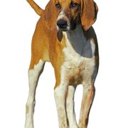 Perro grande anglo-francés blanco y naranja Perro grande anglo-francés blanco y naranja