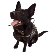 Perro de seguridad o perro rastreador de servicio en el aeropuerto Elkhound noruego negro sentado en el suelo y sacando la lengua mientras patrulla la terminal del aeropuerto