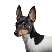 Toy fox terrier sobre fondo negro