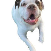 alapaha blue Blood Bulldog descripción de la raza, carácter, temperamento, perro Bulldog marrón blanco de Estados Unidos, raza de perro americana, raza de perro desconocida, perro grande de Estados Unidos, raza Bulldog