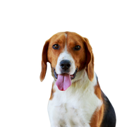 Descripción de la raza American Foxhound, perro parecido al Beagle