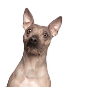 Descripción de la raza American Hairless Terrier, descripción de la raza, temperamento, raza sin pelo, perro alérgico al pelo, perro alérgico, raza hipoalergénica