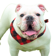 Bulldog australiano exento Perro,Bulldog,Carnívoro,Leonado,Raza de perro,Perro de compañía,Collar,Bozal,Accesorios para perros,