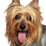 Retrato de Australian Silky Terrier, perro pequeño con pelaje largo, perro saca la lengua, retrato de perro, raza de perro australiano, perro pequeño para ciudad y niños