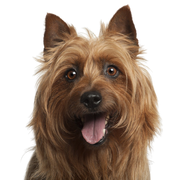 Terrier australiano, raza de perro pequeño, perros australianos, perro con orejas paradas, perro terrier, raza de perro para principiantes, perro para la ciudad, perro pastor pequeño, caza de ratas, perro que caza ratas, perro con melena