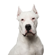 Perro, Mamífero, Vertebrado, Cánido, Raza de perro, Dogo Argentino blanco con nariz negra y orejas picudas amputadas, Perro de pelea cordobés, carnívoro, raza parecida al terrier blanco inglés, mastín argentino, perro de pelea, raza de perro agresivo