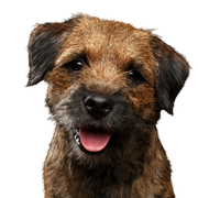 Border Terrier Pelaje áspero Perro, mamífero, vertebrado, raza de perro, Canidae, carnívoro, Border Terrier rough-coated, terrier, hocico, cachorro,