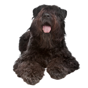 Bouvier des Flandres, descripción de la raza perro de terapia, perro de raza, perro con rizos