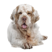 Descripción de la raza Clumber Spaniel, perro macizo, perro de caza de Gran Bretaña, raza de perro inglés, perro cobrador, perro blanco, raza spaniel