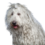 Raza de perro Komondor de UNgarn, raza de perro con pelaje peludo, raza con trenzas rasta, perro con rastas, raza de perro blanco y muy grande, raza de perro gigante, perro grande con pelaje blanco y pelo de fregona