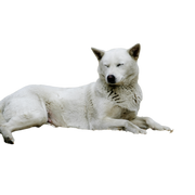 Corea Jindo Perro tumbado Corea Jindo Perro tumbado