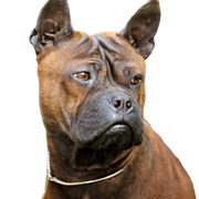 Descripción de la raza Chongqing, raza de perro asiático, raza de perro que tiene la piel como el cuero