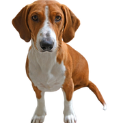 Descripción de la raza Drever Descripción de la raza Drever, perro pequeño, marrón y blanco con orejas caídas