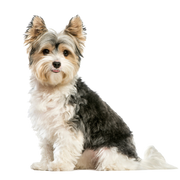 Descripción de la raza Biewer Terrier, carácter, raza de perro pequeño para personas mayores, perro para personas mayores, raza pequeña, raza hipoalergénica