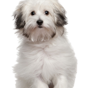 Descripción de la raza de perro boloñés, perro blanco pequeño con manchas negras, perro con pelo liso se riza, cachorro con pelo liso, raza de perro pequeño, raza de perro tranquilo