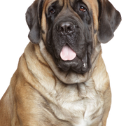 Descripción de la raza Bullmastiff