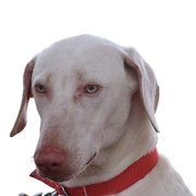 Perro Chippiparai, descripción de la raza, perro blanco grande
