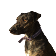 Descripción de la raza Cursinu Cursinu, raza canina francesa, raza canina atigrada, perro de color tigre y marca blanca, perro pastor de Córcega, raza canina de Francia