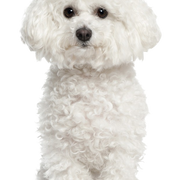 Descripción de la raza de un perro pequeño blanco llamado Bichon Frise