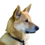 Canaan perro rojo blanco retrato, cola enroscada, perro con cola enroscada, perro que es rojo y blanco, perro similar al shiba óptico, perro con orejas paradas, spitz isrealí, raza de perro israelí, raza de perro grande, orejas puntiagudas, orejas paradas, perro amarillo, color de perro sésamo, perro con pelaje grueso, perro que parece husky en amarillo
