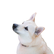Descripción de la raza Buhund noruego raza de perro noruego, perro boo, perro boo noruego, perro blanco de pelo grueso
