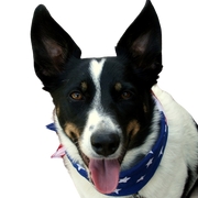 Perro McNab, pequeño perro blanco marrón negro con las orejas paradas