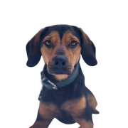 Descripción de la raza de perro tirolés Bracke tirolés, perro de caza de Austria, raza canina austriaca, perro para cazadores, raza canina pequeña con orejas caídas, perro de raza tricolor, perro parecido al Beagle, perro parecido al Bracke tejón, perro parecido al perro sudoroso de montaña, raza independiente