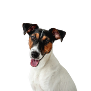 Descripción de la raza Smooth Fox Terrier, perro de tamaño medio con hocico largo, perro con orejas de punta, perro de familia, perro guardián, perro de caza, raza de perro activo para familias, perro deportivo de Gran Bretaña, raza de perro inglés de pelaje liso, tricolor.
