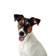 Descripción de la raza Smooth Fox Terrier Descripción de la raza Smooth Fox Terrier, perro de tamaño medio con hocico largo, perro con orejas de punta, perro de familia, perro guardián, perro de caza, raza de perro activo para familias, perro deportivo de Gran Bretaña, raza de perro inglés de pelaje liso, tricolor.