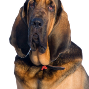 Perro de Hubertus, perro de San Huberto, sabueso, perro marrón con muchos pliegues
