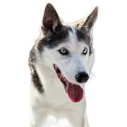 Alaskan Husky tumbado, perro corredor blanco y negro, raza canina americana de trineo, perro de trineo, perro de trabajo, perro con las orejas paradas, perro mostrando la lengua, raza canina grande de Alaska