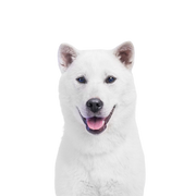 perro blanco japonés llamado Kishu, descripción de la raza