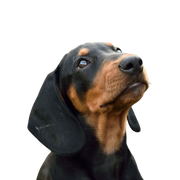 Descripción de la raza Kopov perro negro y marrón, Kopov de Eslovenia, Slovenský Kopov, raza de perro de tamaño medio de Eslovenia, perro parecido al Doberman