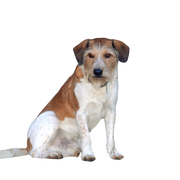 Descripción de la raza Kromfohrländer Perro Krom, perro Kromfohrländer