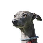 Descripción de la raza Magyar Agar galgo gris de Hungría, perro de carreras, raza de perro fino gris, Magyar Agar