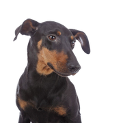 Temperamento de un Manchester Terrier, perro pequeño con mucho temperamento, descripción de la raza Manchester Terrier, Mini Doberman, orejas inclinadas en perros