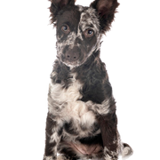 Perro Mudi, descripción de la raza del perro Merle