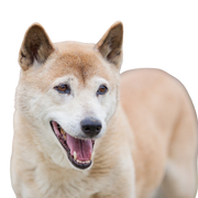 Descripción de la raza Dingo de Nueva Guinea Dingo de Nueva Guinea