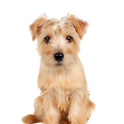 perro pequeño de color marrón con pelaje de longitud media, perro pequeño de color rojo, Norfolk Terrier