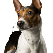 American Rat Terrier, Terrier de América, raza de perro blanco y marrón, perro pequeño con las orejas paradas, retrato de un perro pequeño, perro de compañía, perro de familia