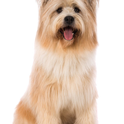 Descripción de la raza Elo blond perro Elo amarillo