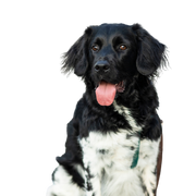 Descripción de la raza Stabyhoun, perro grande blanco y negro de Holanda, perro similar al Border Collie