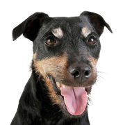 Descripción de la raza Terrier Alemán de Caza Terrier de caza alemán de pelo duro, perro de pelo duro de Alemania