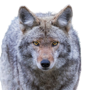 Lobo de las praderas, Descripción de la raza del coyote, Lobo ancho, Lobo americano del desierto, Lobo americano, Lobo estepario, Ancestro del perro