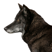 Timberwolf, animal salvaje peligroso, lobo cruzado con perro, lobo negro, lobero, ancestro de los perros