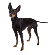 terrier toy inglés terrier toy inglés de pie