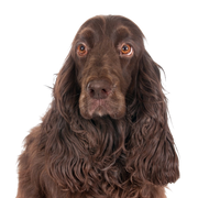 Descripción de la raza del Field Spaniel, temperamento, perro marrón.